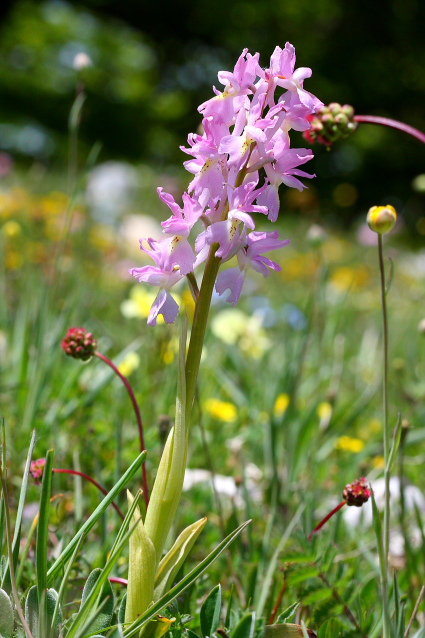 Simbruini:Un mare di orchidee